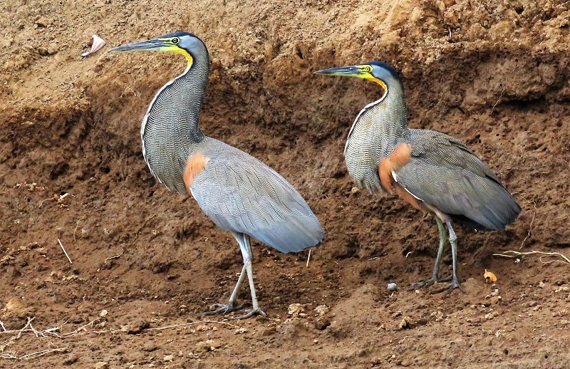 Bare-throated Tiger Herons. Photo © Gina Nichol.