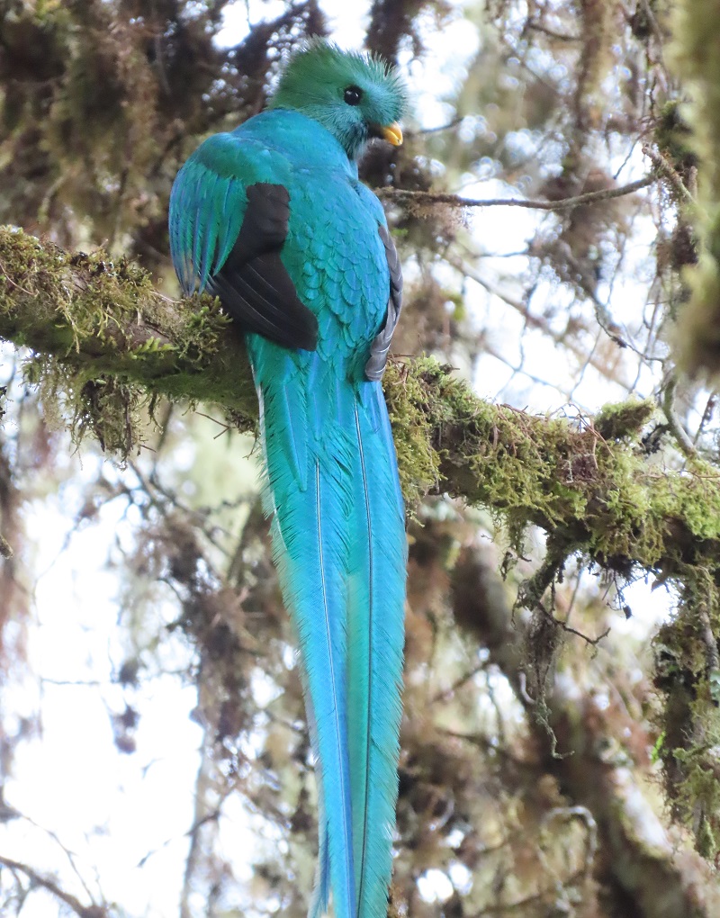 Resplendent Quetzal. Photo © Gina Nichol.