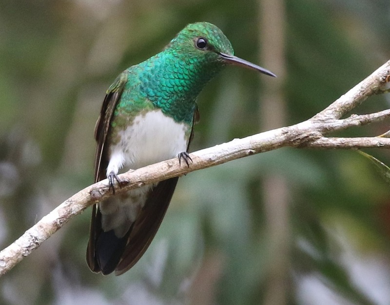 Snowy-bellied Hummingbird. Photo © Steve Bird.