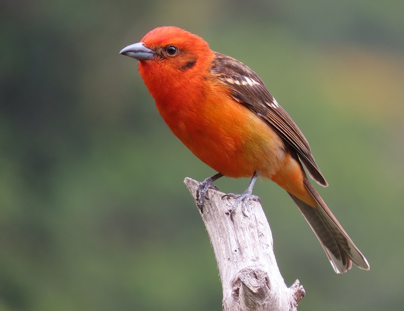 Flame-colored Tanager. Photo © Gina Nichol.