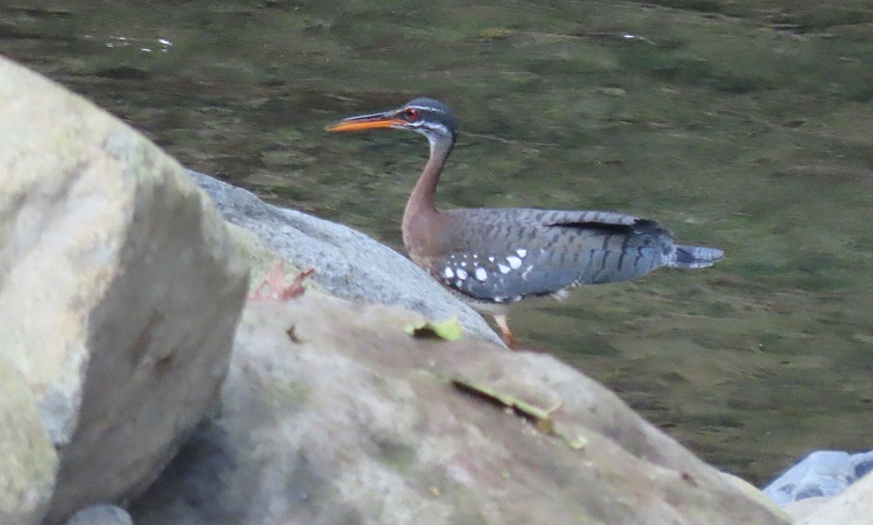 Sunbittern. Photo © Gina Nichol