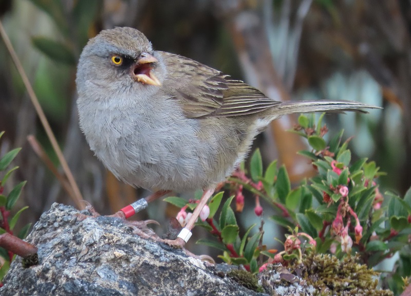 Volcano Junco. Photo © Gina Nichol