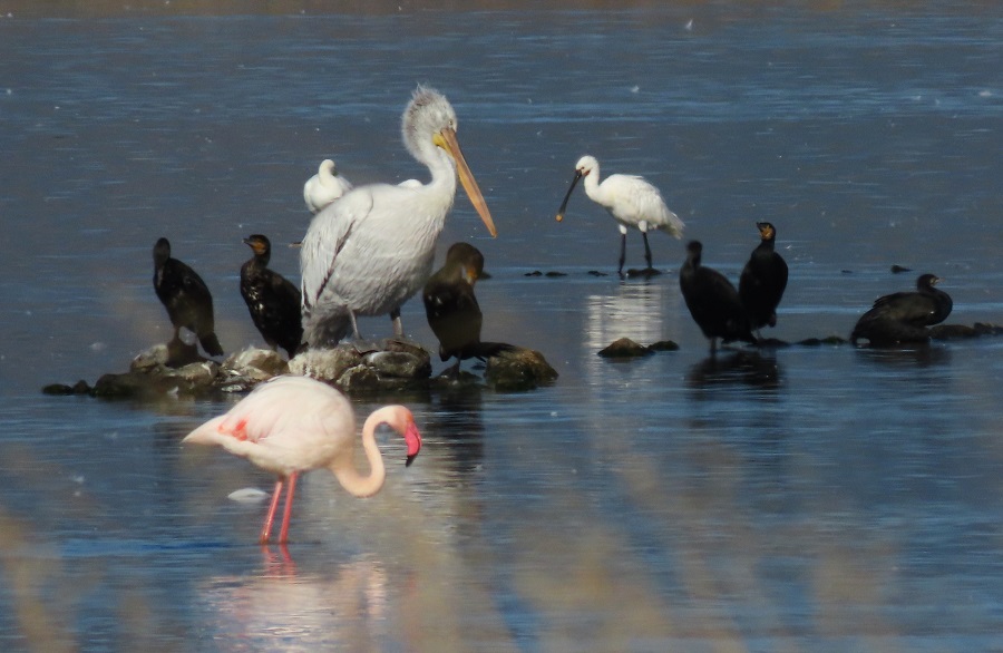 Dalmatian Pelican, Spoonbill, Flamingo, Cormorant at Kalloni Salt Pans, Lesvos, Greece. Photo © Gina Nichol.