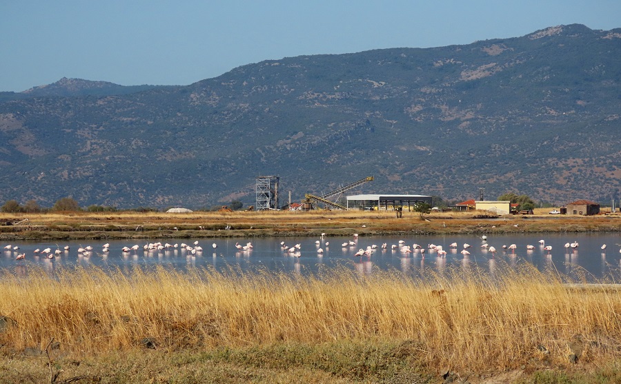 Flamingos at Kalloni Salt Pans, Lesvos, Greece. Photo © Gina Nichol.