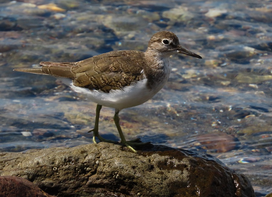 Common Sandpiper (juvenile). Photo © Gina Nichol.