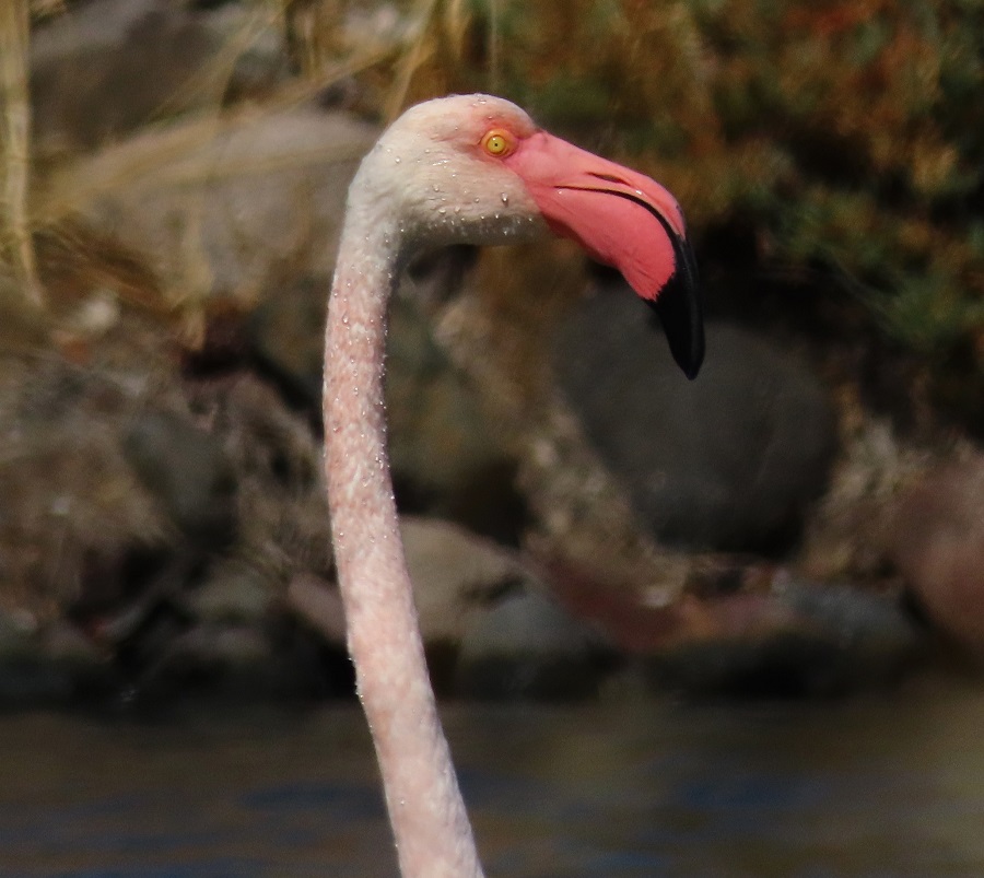 Greater Flamingo, Lesvos, Greece. Photo © Gina Nichol.