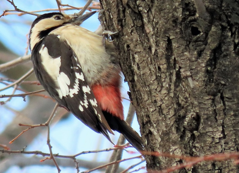 Syrian Woodpecker. Photo © Gina Nichol.