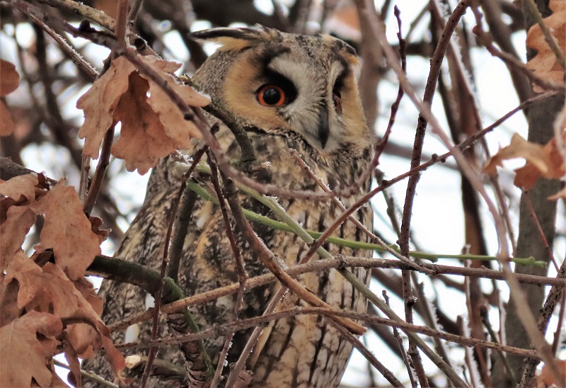 Long-eared Owl, Kikinda, Serbia. Photo © Gina Nichol.