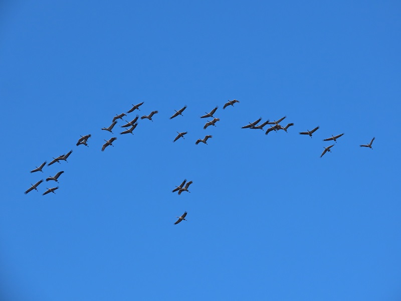 Common Cranes. Photo © Gina Nichol.