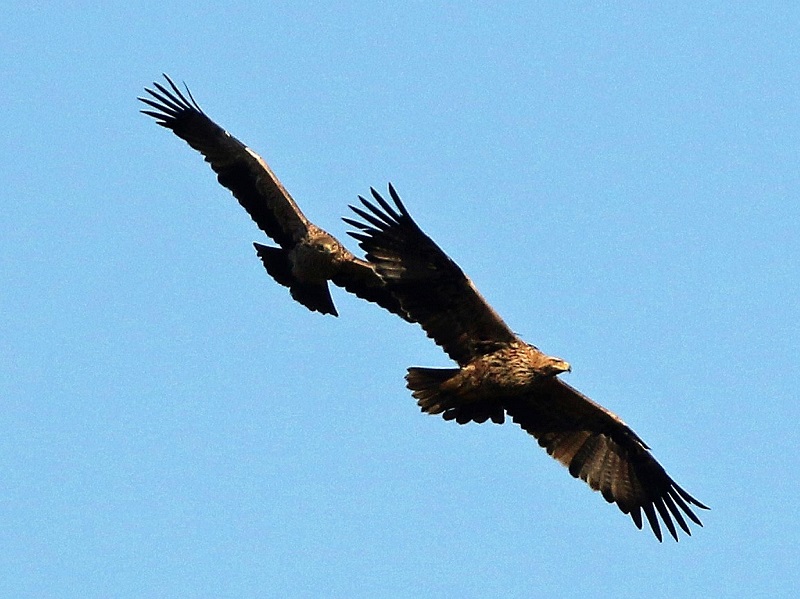 Imperial Eagle. Photo © Steve Bird
