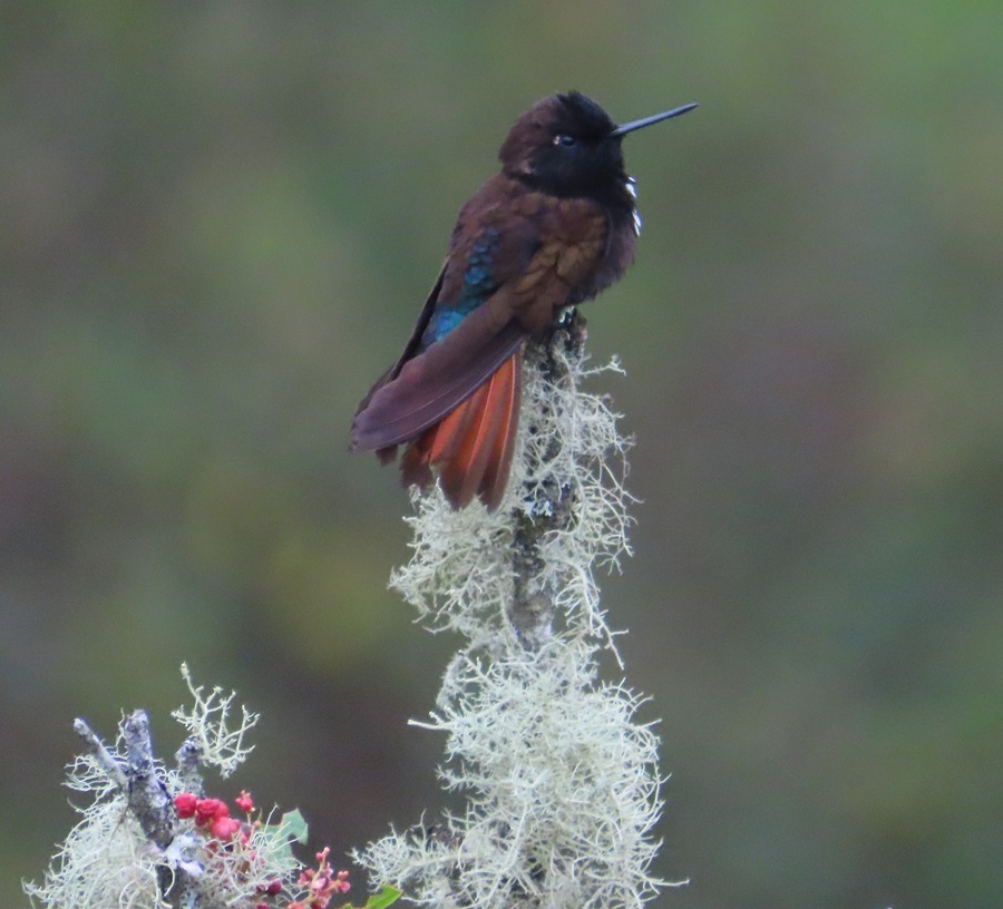 Black-hooded Sunbeam, Bolivia. Photo © Gina Nichol