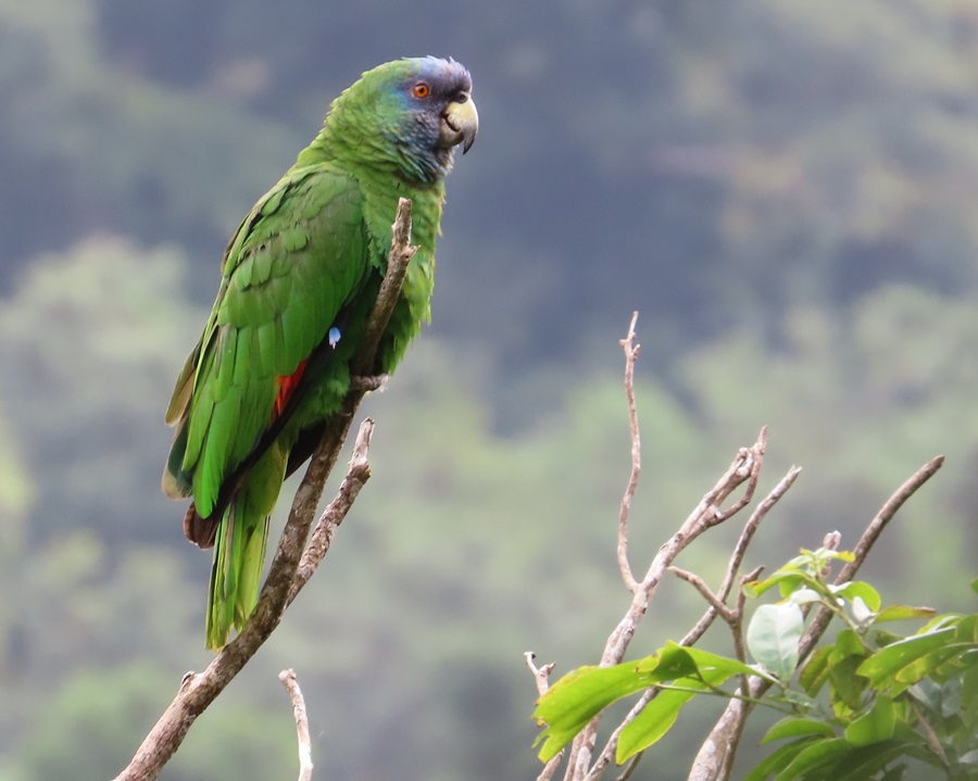 Red-throated Parrot, Dominica. Photo © Gina Nichol.