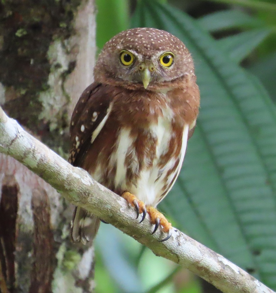 WOW! Central American Pygmy Owl at point blank range. Photo © Gina Nichol