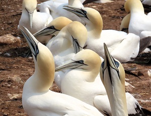 Northern Gannets on Bonaventure Island.