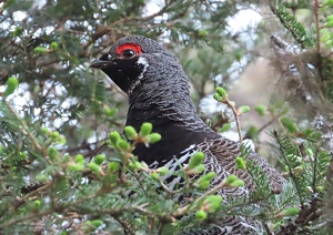 Spruce Grouse. Photo © Gina Nichol 