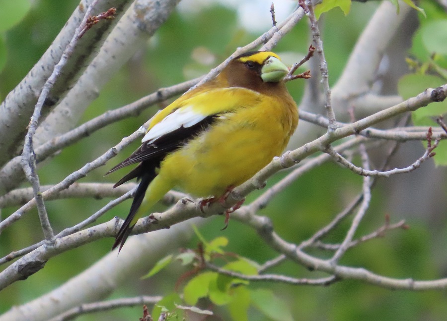 Evening Grosbeak. Photo © Gina Nichol 