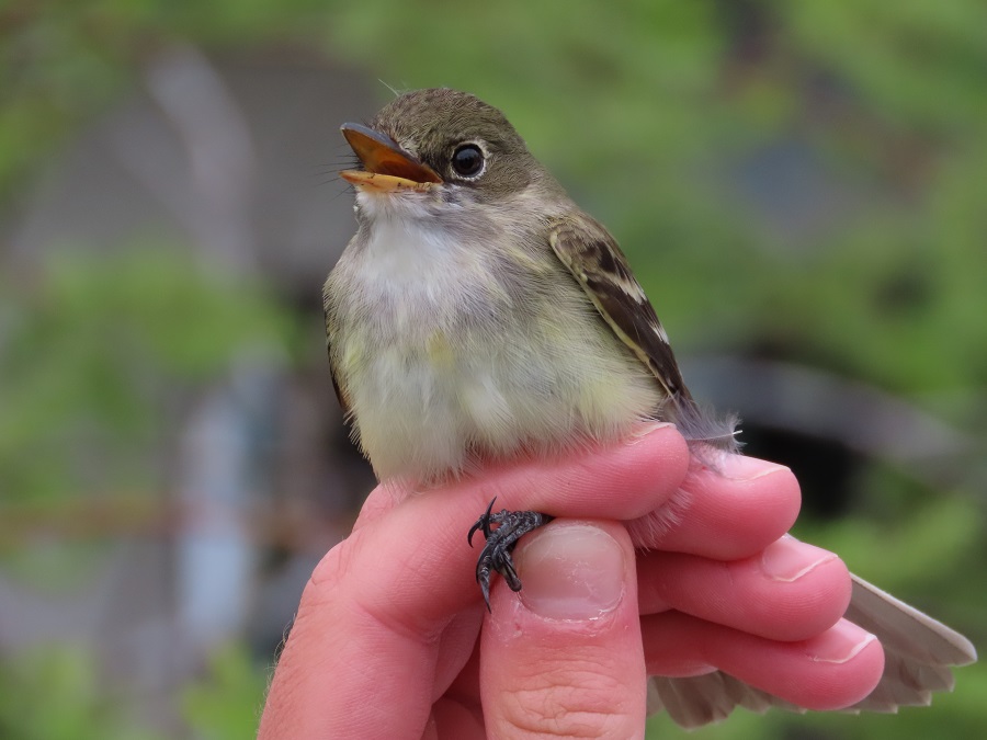 Alder Flycatcher in the hand at the Tadoussac Bird Observatory banding station. Photo © Gina Nichol 