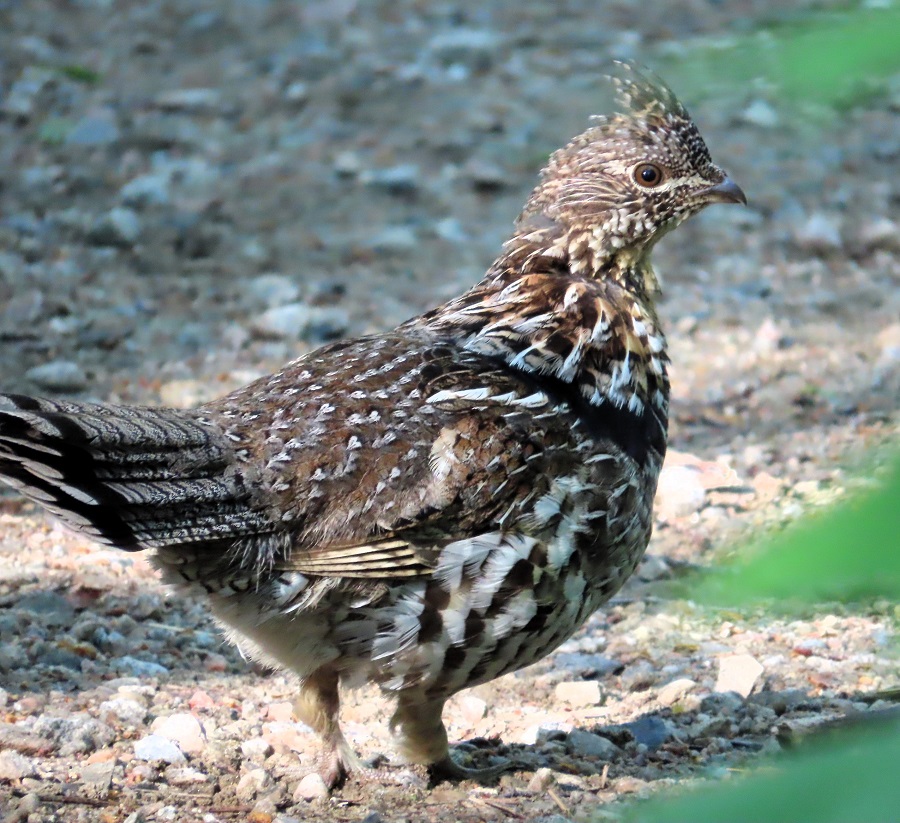 Ruffed Grouse © Gina Nichol 