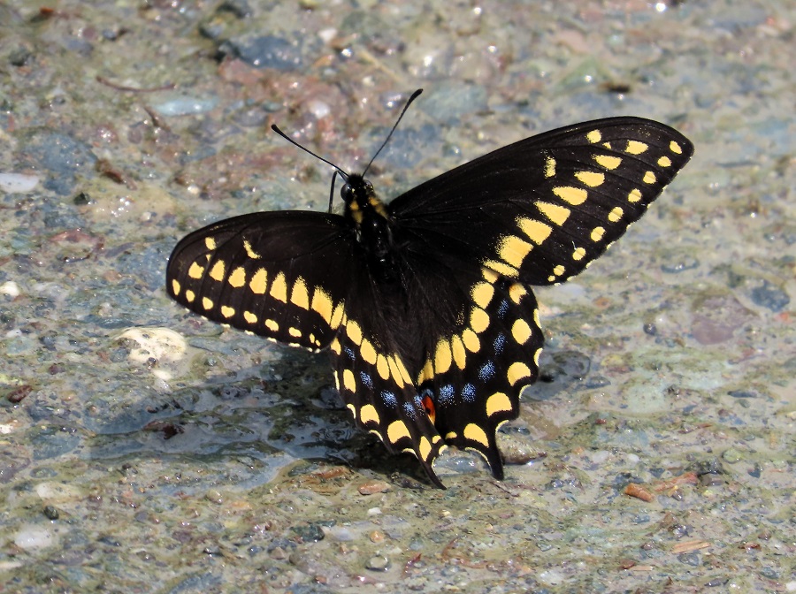 Short-tailed Swallowtail. Photo © Gina Nichol 