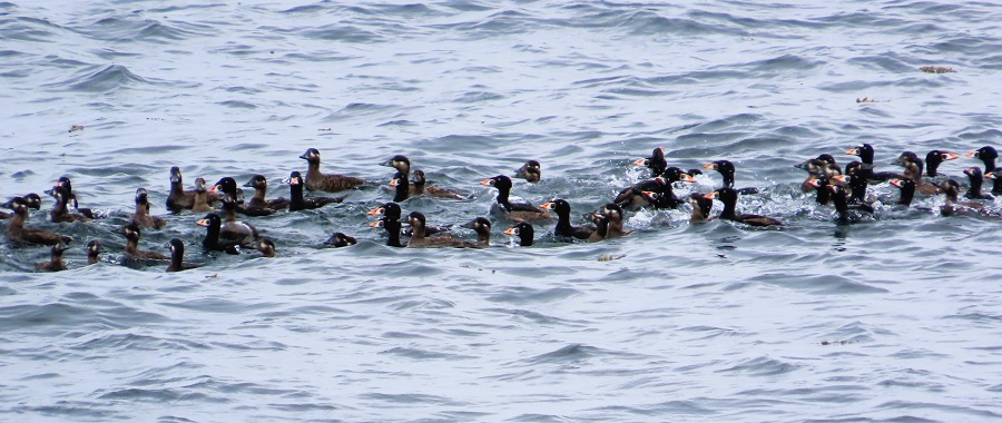 Surf Scoters. Photo © Gina Nichol 
