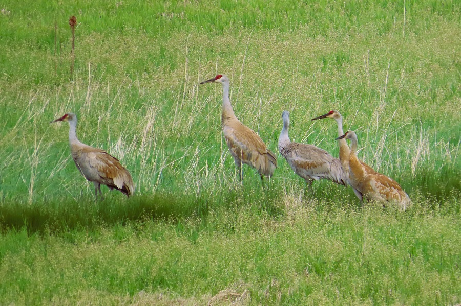 Sandhill Cranes. Photo © Gina Nichol 