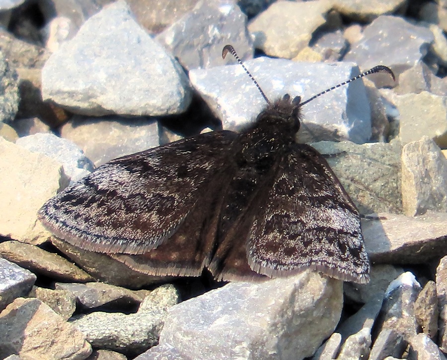 Dreamy Duskywing. Photo © Gina Nichol 