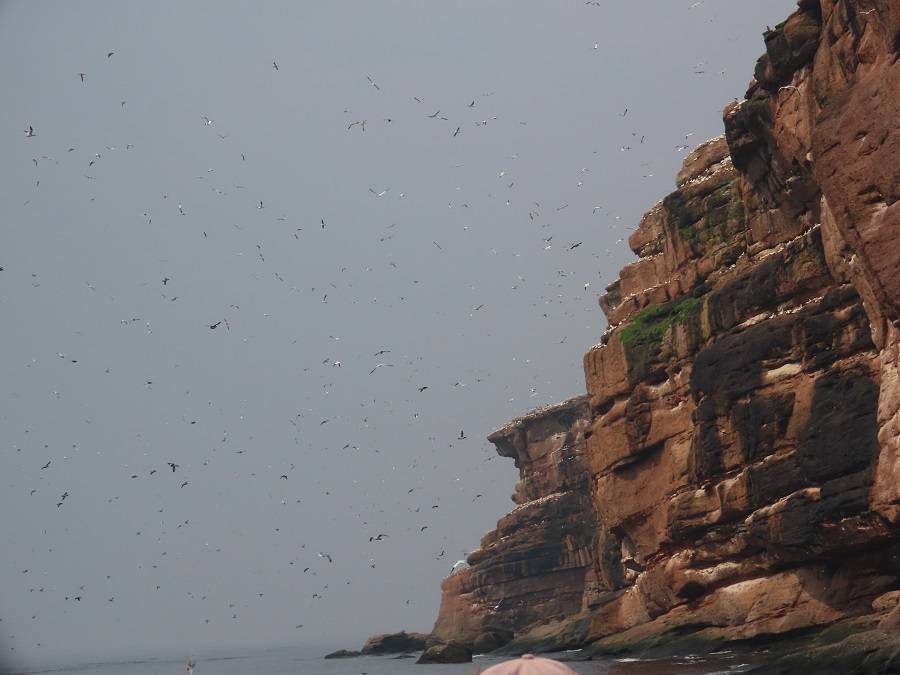 From the boat cruise around Bonaventure Island © Gina Nichol 
