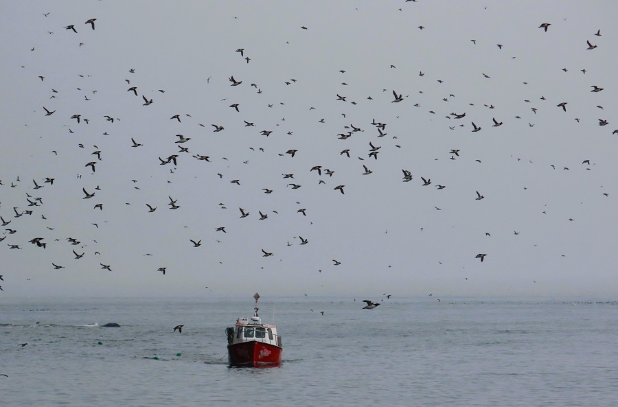 Lobster Boat near Bonaventure Island by Gina Nichol 