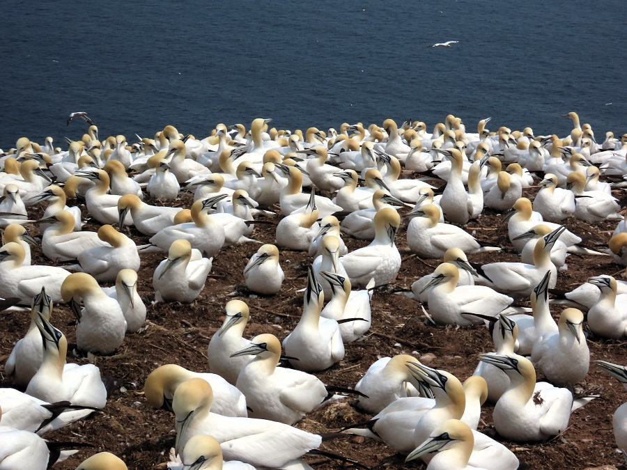 Northern Gannets on Bonaventure Island © Gina Nichol 