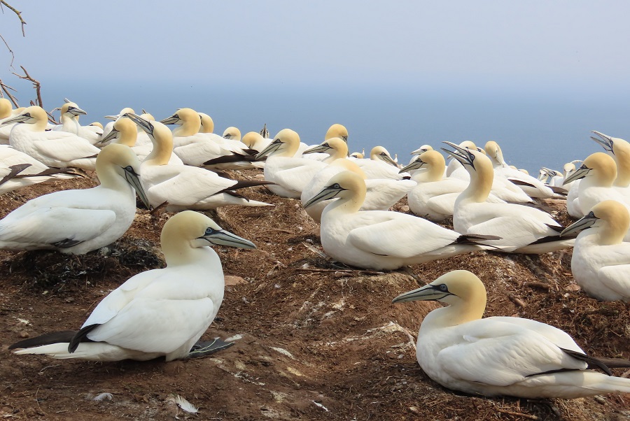 Northern Gannets on Bonaventure Island © Gina Nichol 