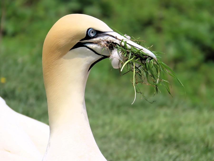 Northern Gannet with a "gift" on Bonaventure Island © Gina Nichol 