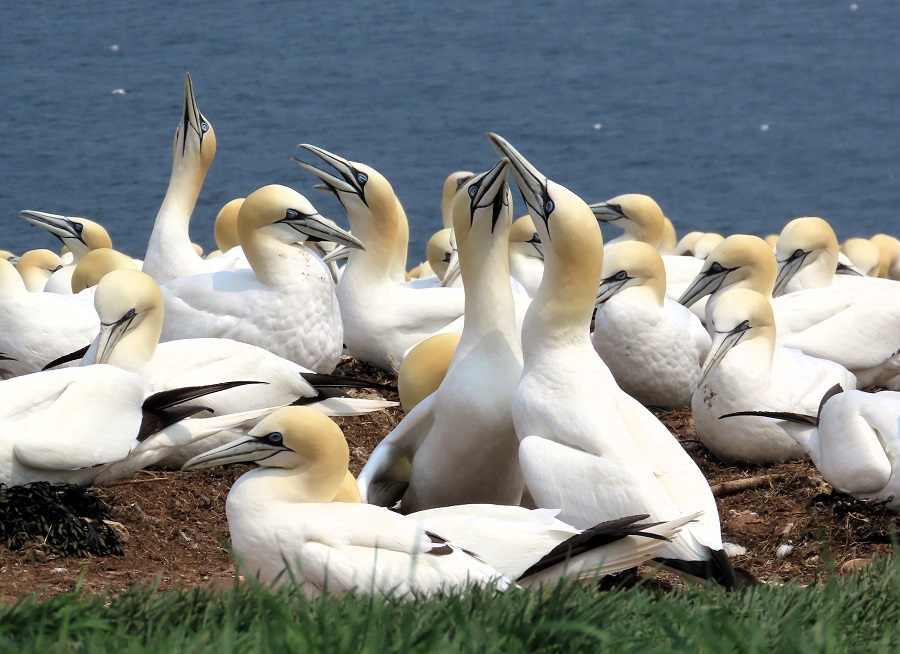 Northern Gannets on Bonaventure Island © Gina Nichol 