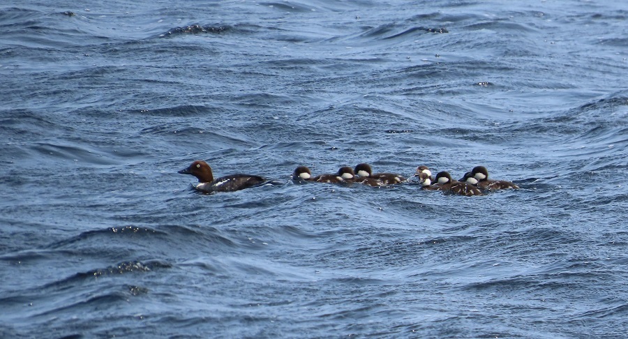 Common Goldeneye female with ducklings © Gina Nichol 