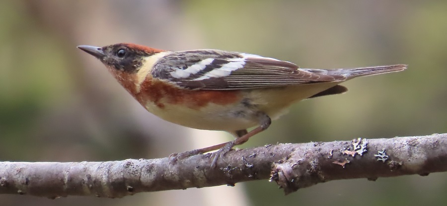 Bay-breasted Warbler © Gina Nichol 