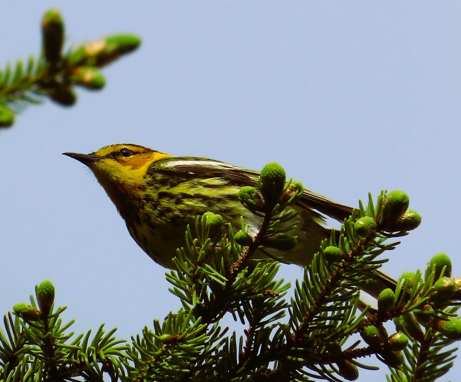 Cape May Warbler © Gina Nichol 