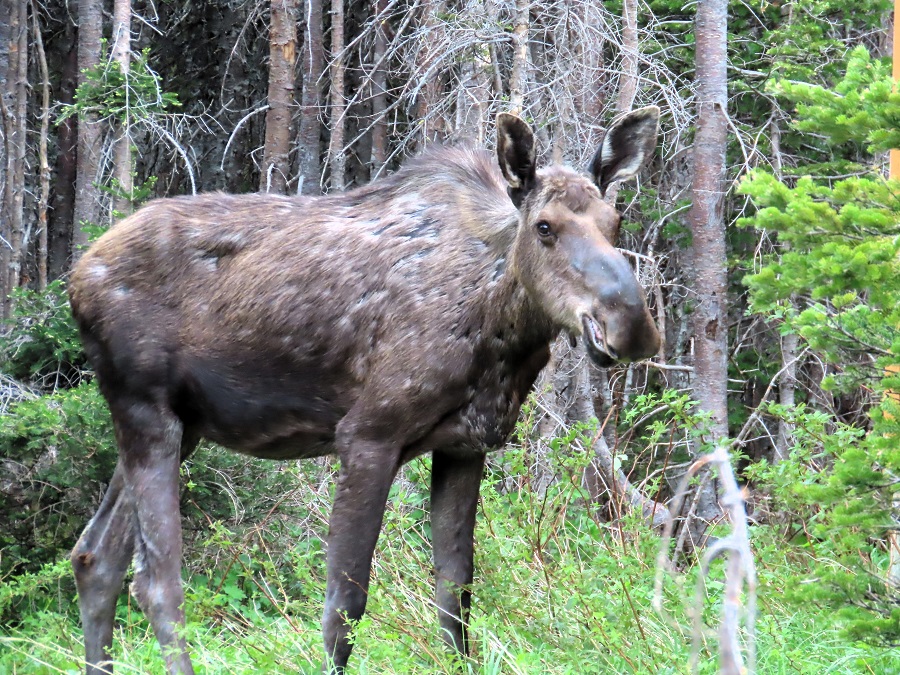 Moose © Gina Nichol 