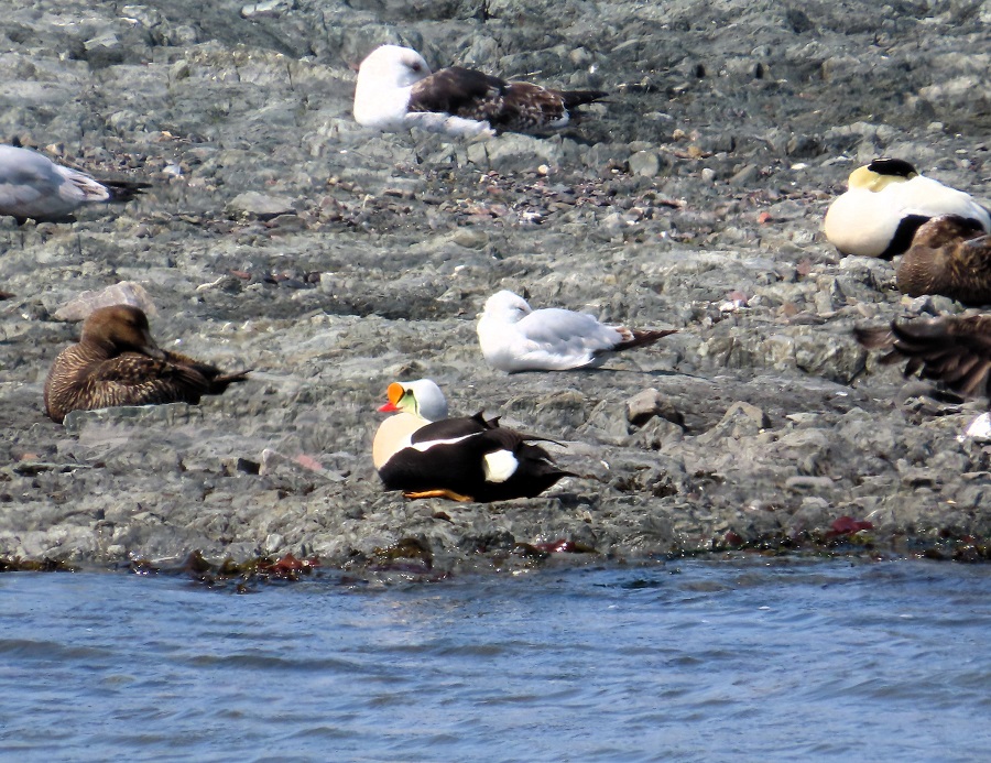 King Eider © Gina Nichol 