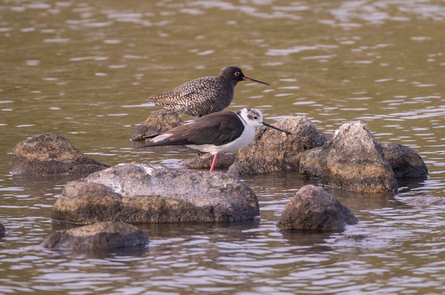 Spotted Redshank & Black-winged Stilt. Photo © Stylianos Zannetos