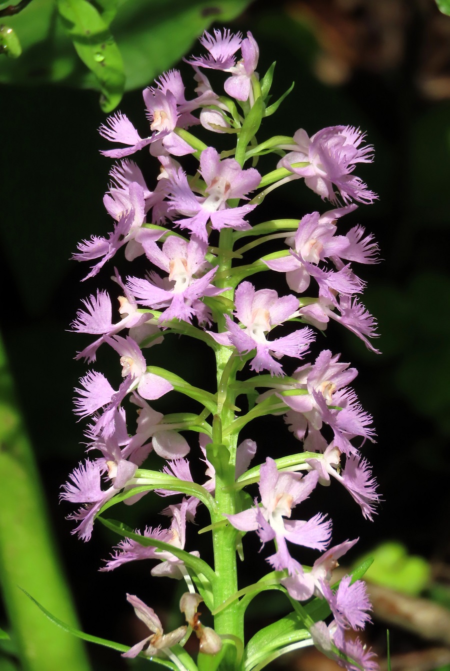 Purple-fringed Orchid. Photo © Gina Nichol