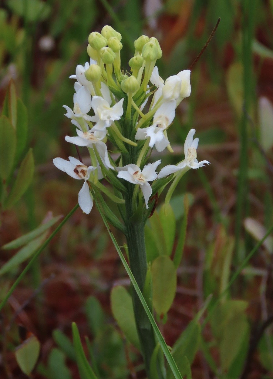 Tall White Orchid © Gina Nichol