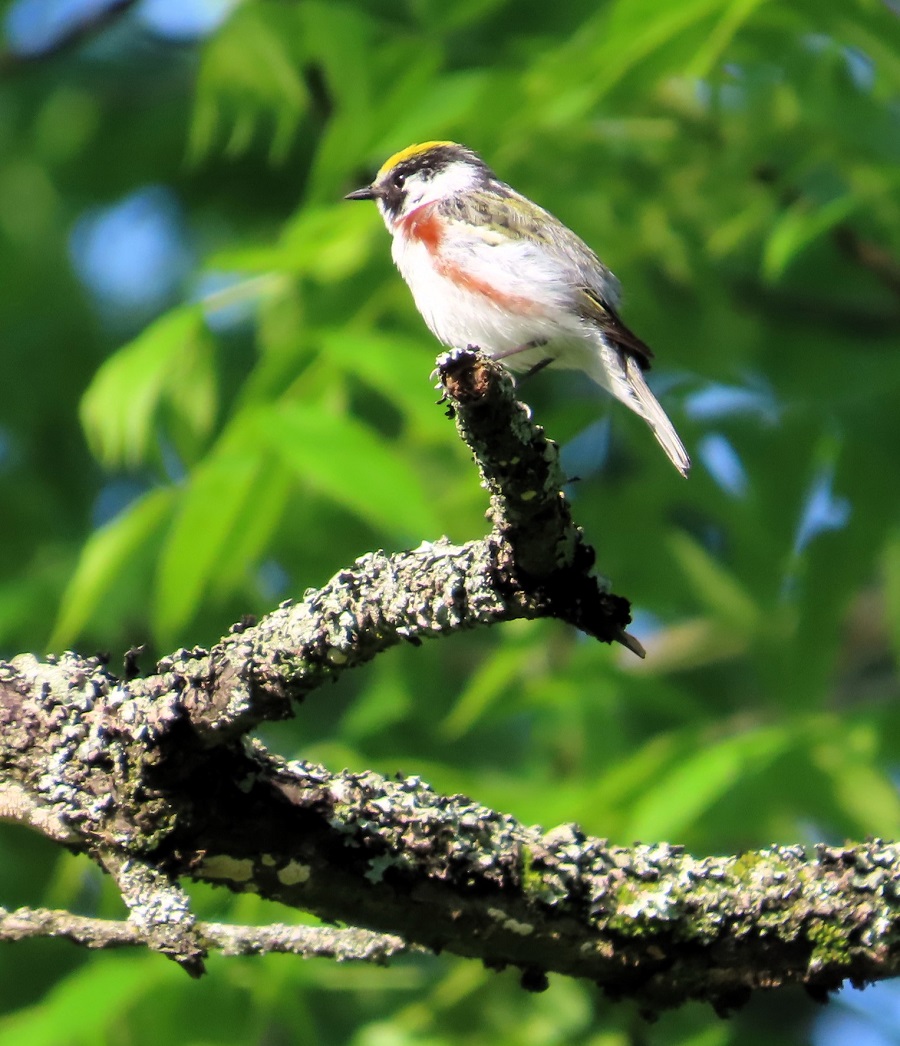 Chestnut-sided Warbler. Photo © Gina Nichol