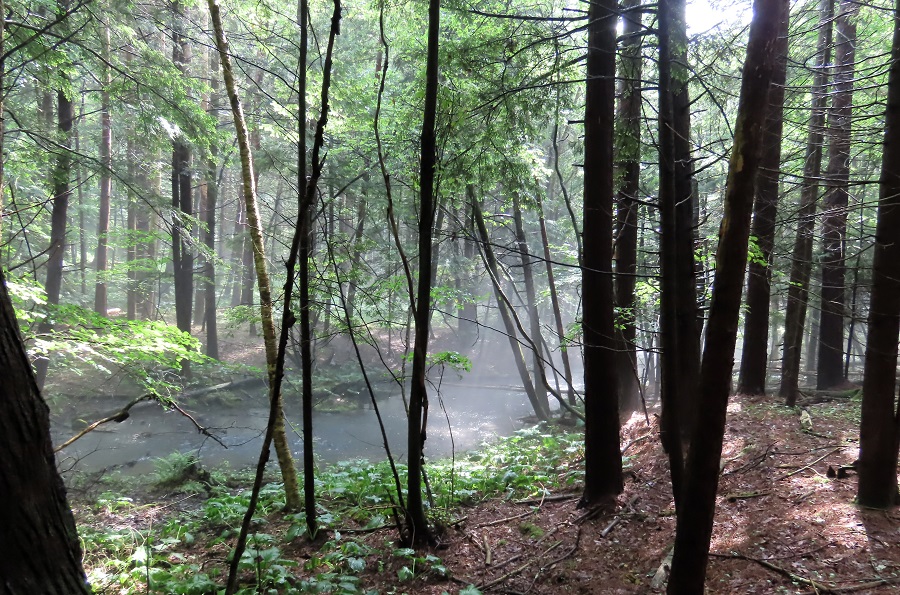 Misty Forest. Photo © Gina Nichol