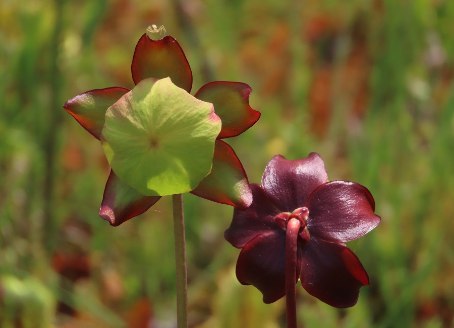 Pitcher Plant flowers. Photo © Gina Nichol