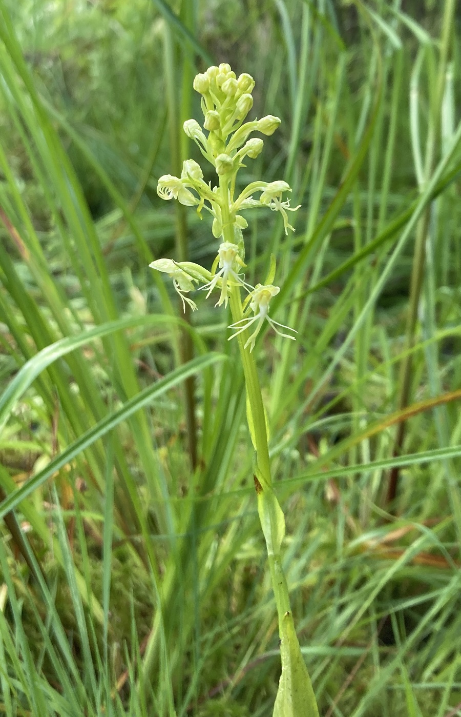 Ragged Green-fringed orchid © Gina Nichol