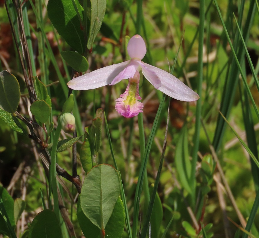 Rose Pogonia © Gina Nichol