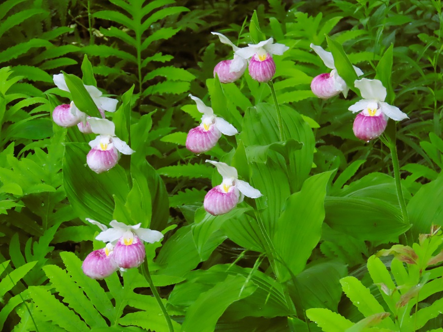 Showy Lady's Slippers© Gina Nichol
