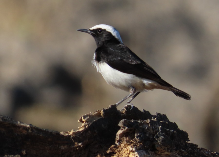 Arabian Wheatear, Oman. Photo © Gina Nichol