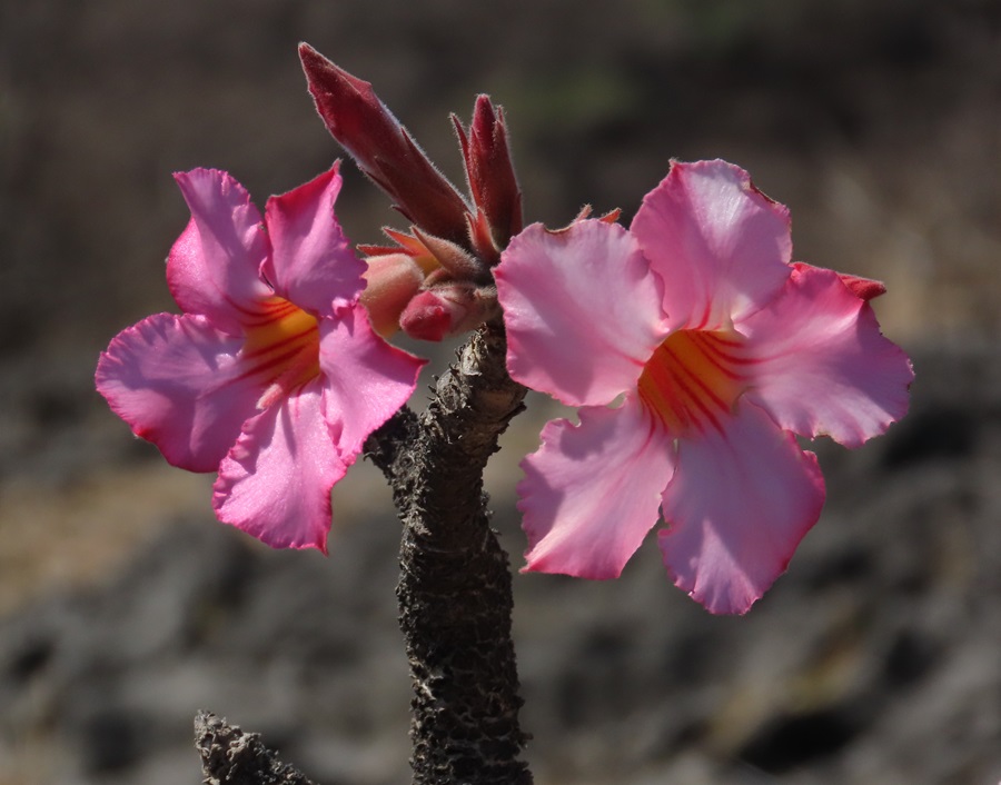 Desert Rose, Oman. Photo © Gina Nichol