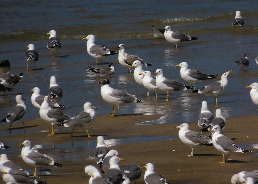 Pallas's Gull (Great black-headed Gull) & friends, Oman. Photo © Gina Nichol