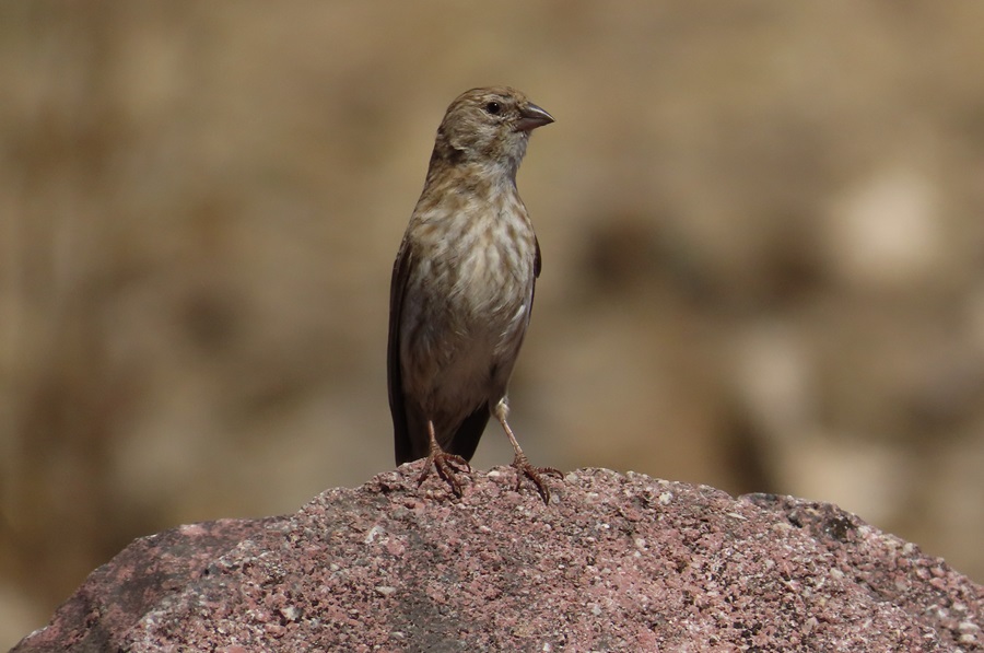 Yemen Serin, Oman. Photo © Gina Nichol